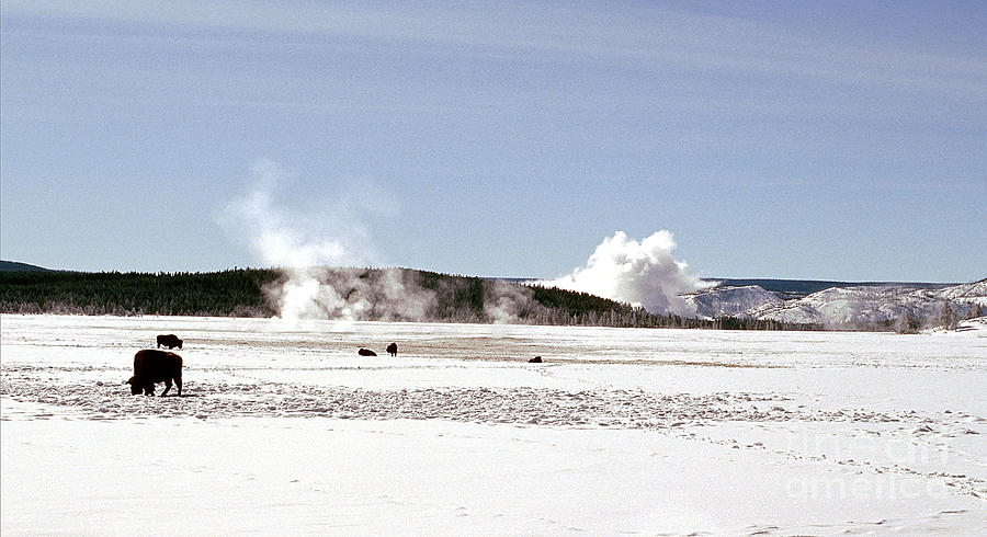Classic Yellowstone II Photograph by Sharon Elliott