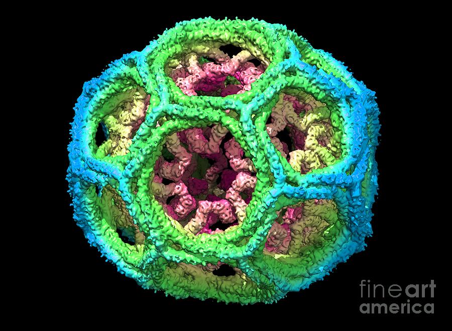 Clathrin Lattice Molecular Model Photograph By Louise Hughes Fine