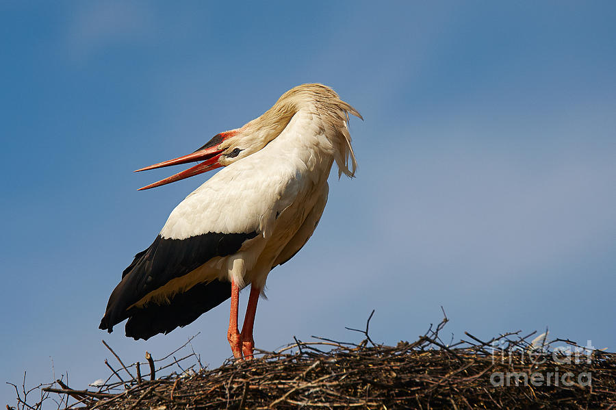  Bill-clattering stork Photograph by Nick  Biemans