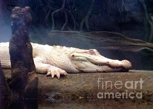 Albino Alligator II Photograph by Jim Fitzpatrick