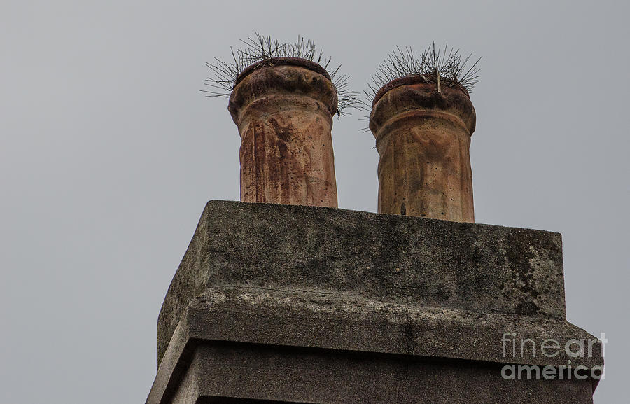 Clay Chimney Growth Photograph