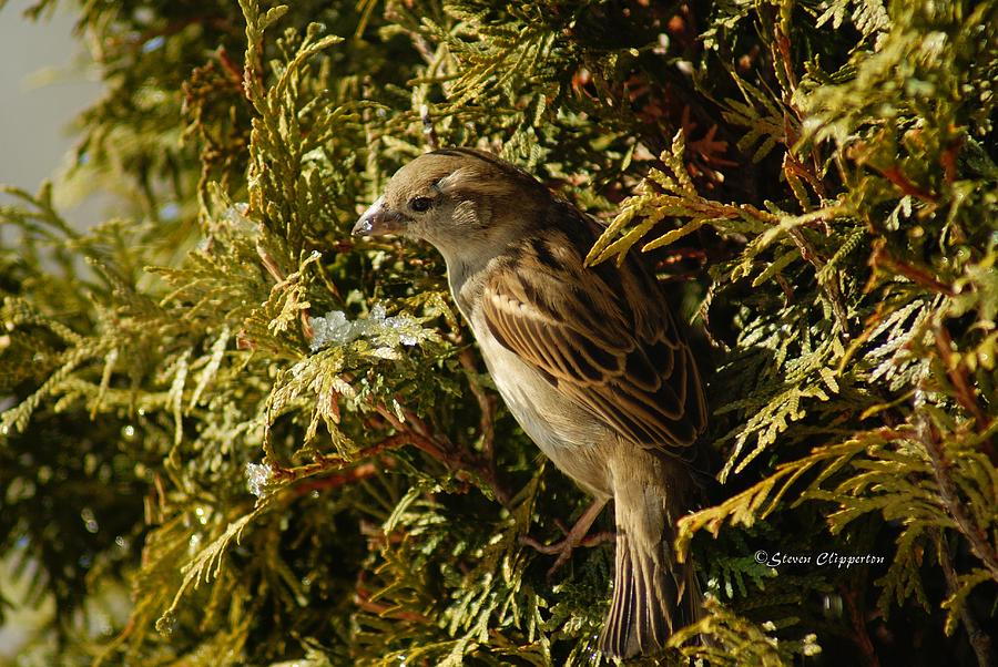 Clay colored Sparrow Photograph by Steven Clipperton