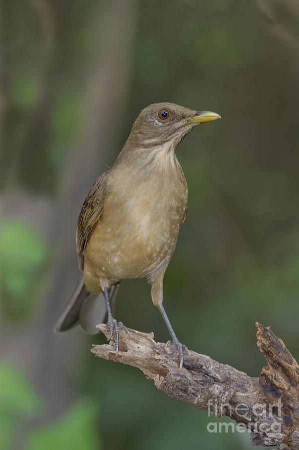 Animal Photograph - Clay-colored Thrush by Anthony Mercieca