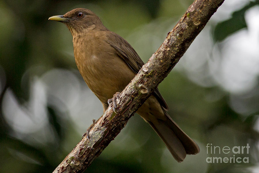 Robin Photograph - Clay Colored Thrush by Natural Focal Point Photography