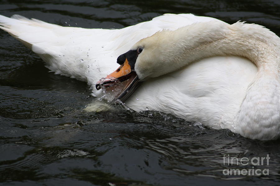 Swan Photograph - Clean by Chuck Hicks