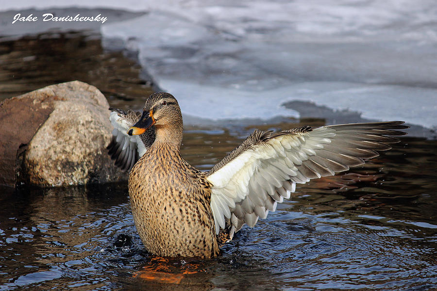 Clean Duck 1 Photograph by Jake Danishevsky