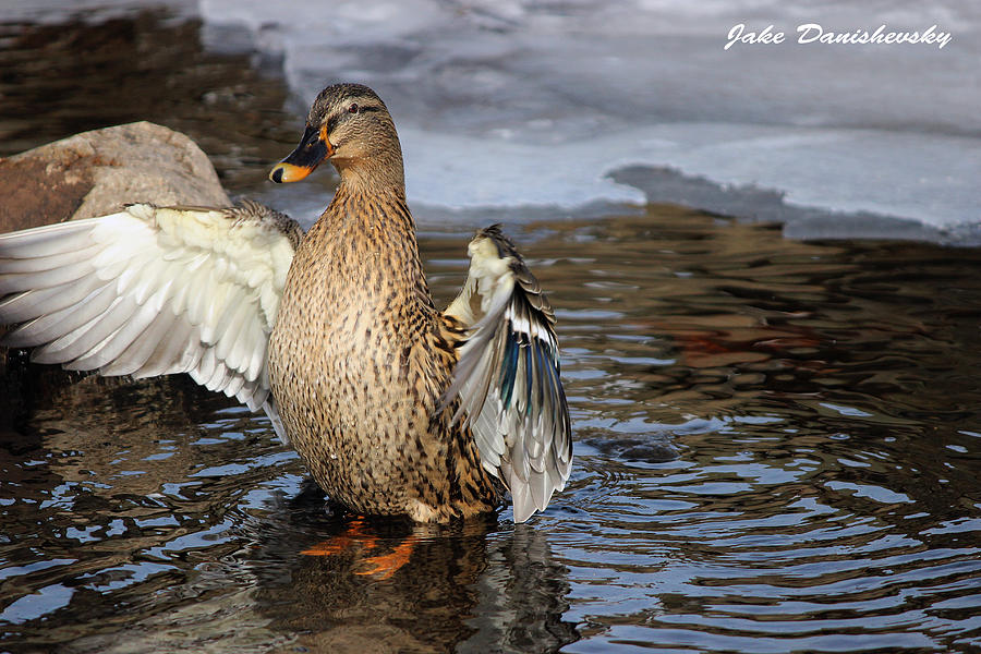 Clean Duck 2 Photograph by Jake Danishevsky | Fine Art America