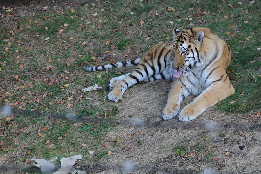 Clean tiger Photograph by Denise Cicchella