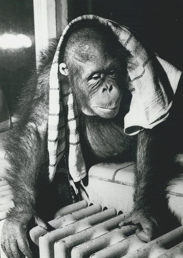Clean-up For The Monkeys - In Copenhagen Zoo Keeping Warm After Wet Operations Photograph by Retro Images Archive
