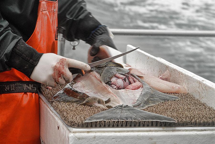 Cleaning Halibut Photograph by Dyle   Warren
