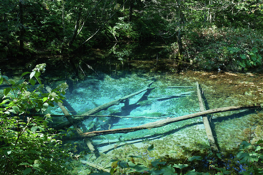 Clear Blue Spring Water Pond In Forest Photograph by Ippei Naoi