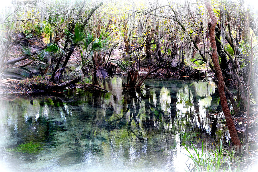 Clear Florida Springs Photograph by Carol Groenen