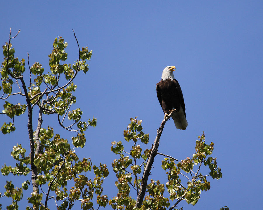 Eagle Photograph - Clear view by Bruce  Morrell