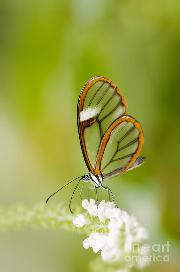 Animal Photograph - Clear Wing Butterfly on White Flower by Oscar Gutierrez