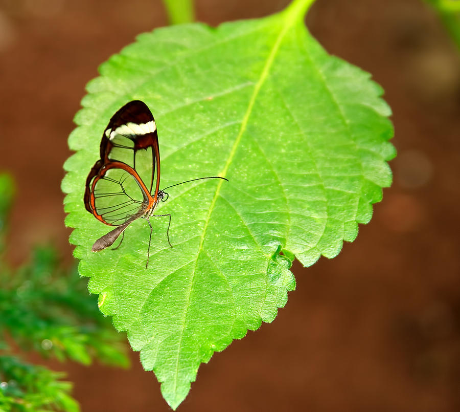Clear-Winged Butterfly Photograph by Leigh Grundy