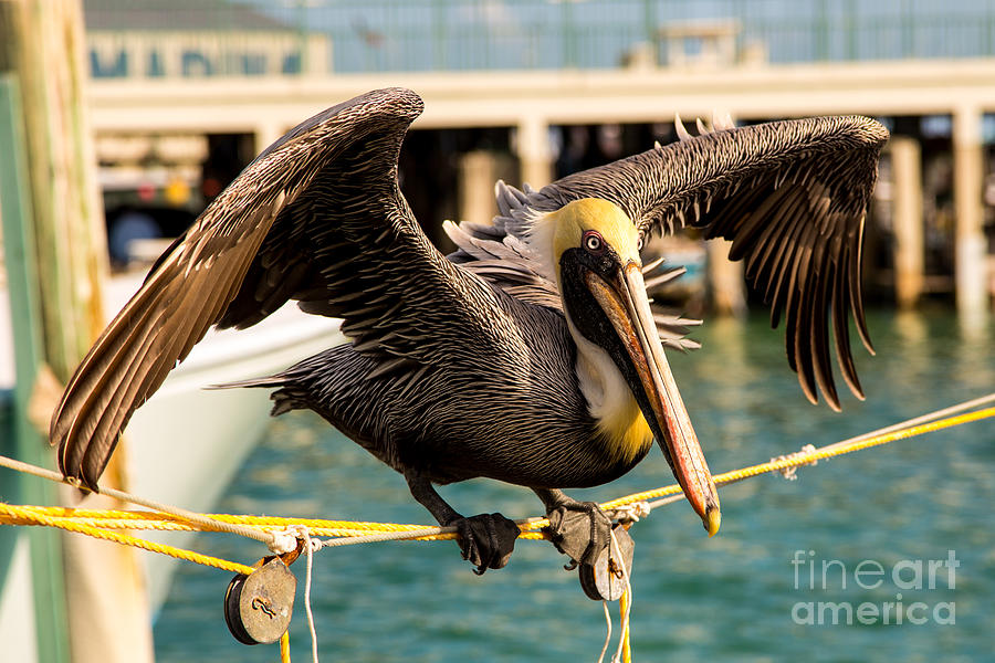 Pelican Photograph - Cleared for Takeoff by Rene Triay FineArt Photos