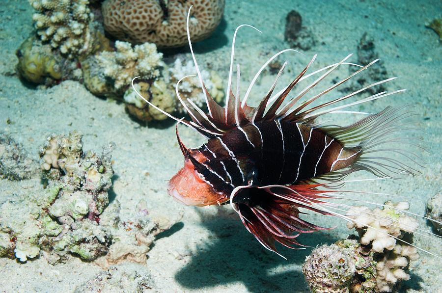 NEW Animal Wildlife POSTER Clearfin Lionfish 