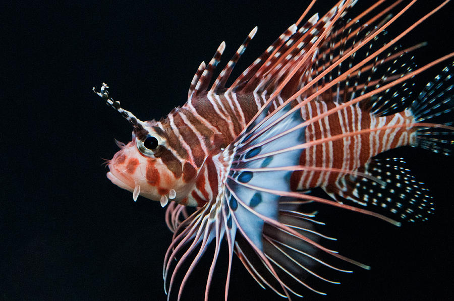 Lionfish Photograph - Clearfin Lionfish by Don Johnson