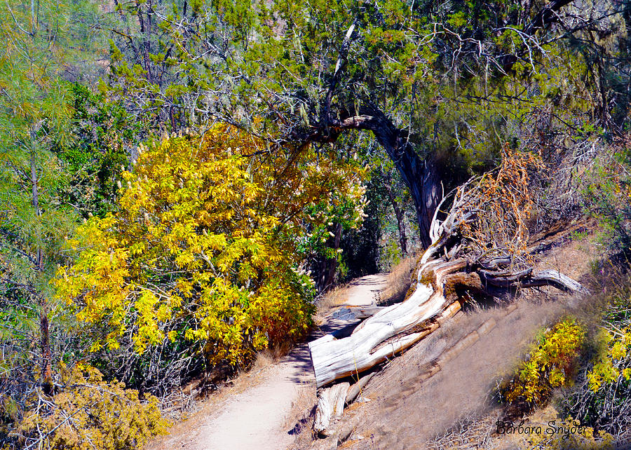 Clearing The Trail At The Pinnacles Photograph by Barbara Snyder