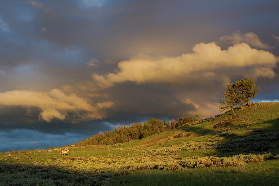 Clearing Thunderstorm, Yellowstone Photograph by Ken Archer - Fine Art ...