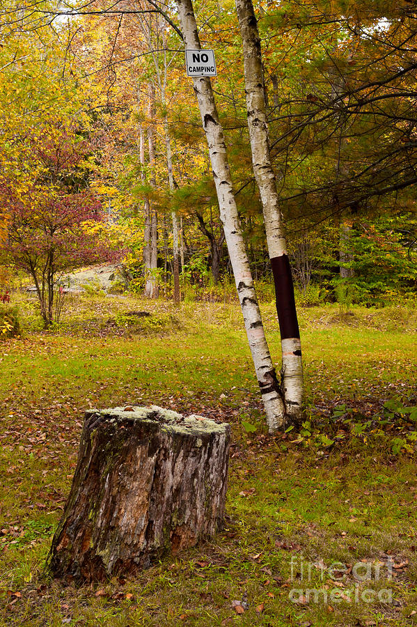 Clearing with birch tree and stump Photograph by Les Palenik