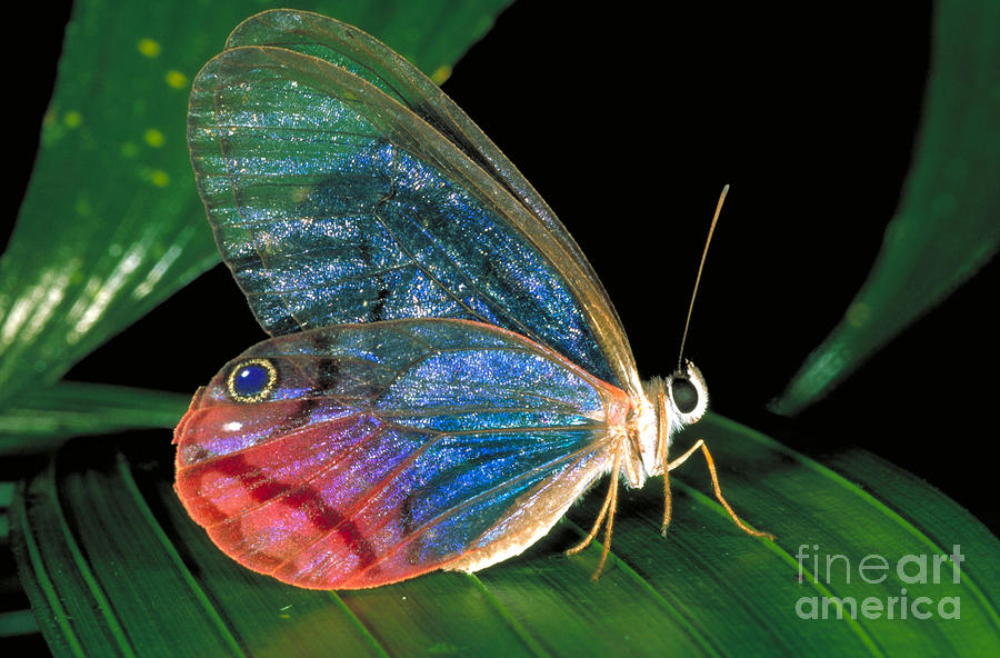 Butterfly style - Wikipedia