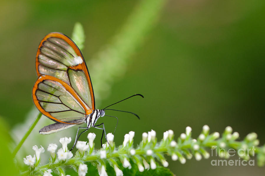Clearwing Butterfly Greta oto Photograph by Oscar Gutierrez