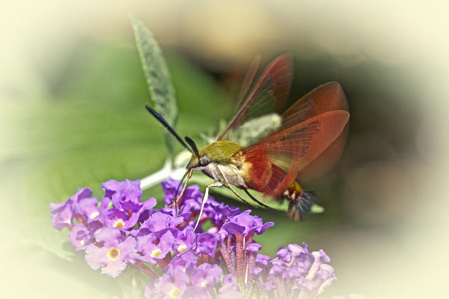 Hummingbird Photograph - Clearwing Hawk Moth - Hemaris thysbe by Carol Senske