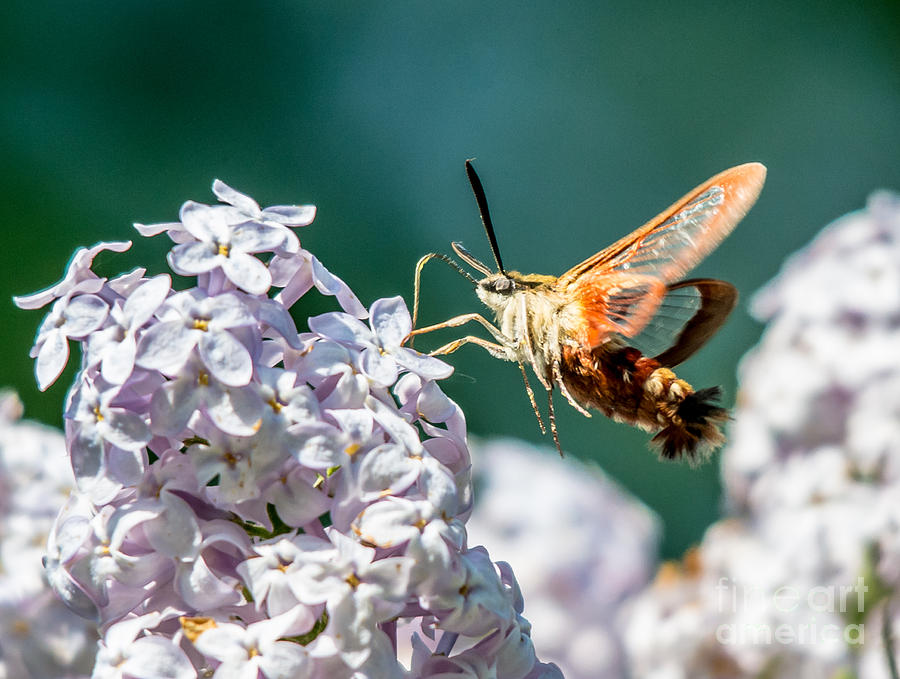 Clearwing Hummingbird Moth Photograph by Cheryl Baxter