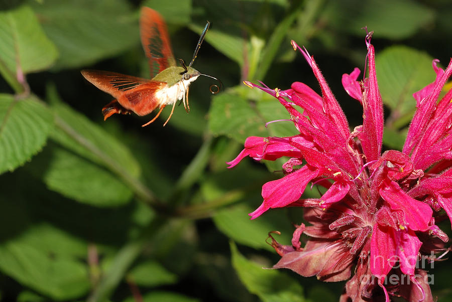 Clearwing Moth Photograph by John Kaprielian