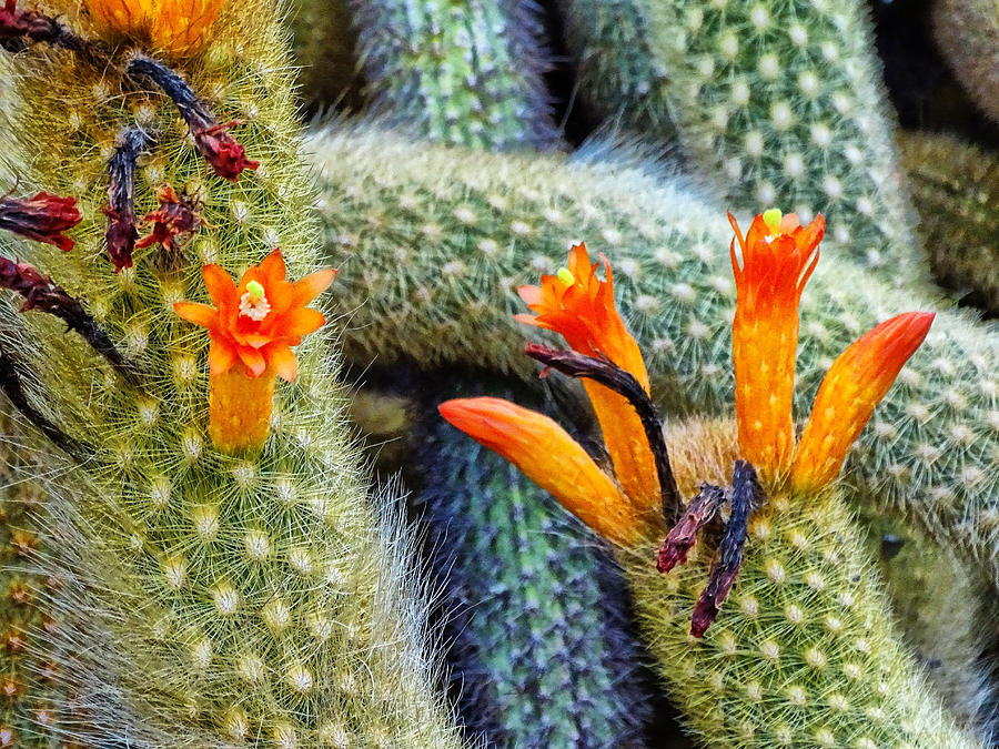 Nature Photograph - Cleistocactus Winteri  by Nelin Reisman