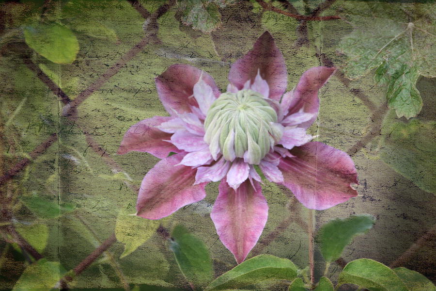 Clematis 2 Photograph By Angie Vogel Fine Art America