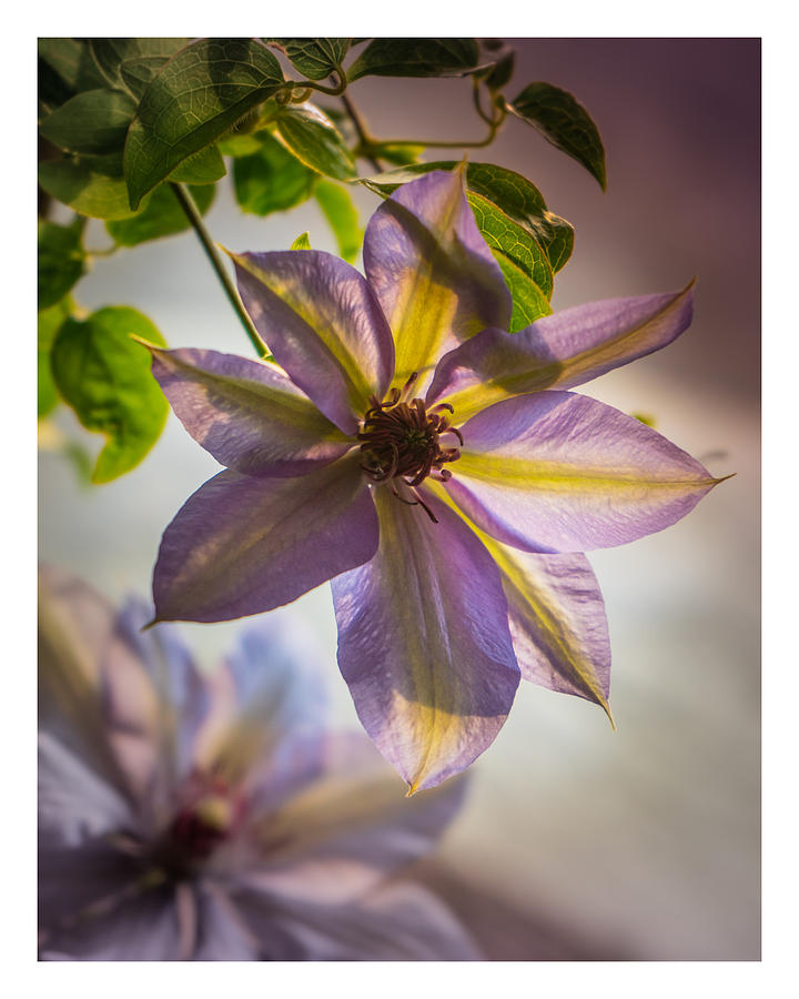 Clematis 5583 Photograph by Janis Knight