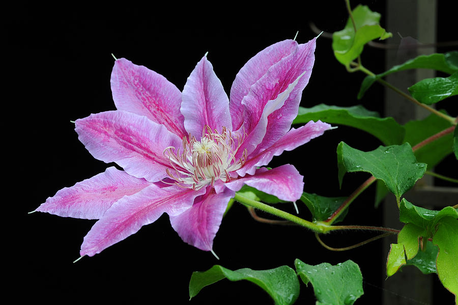 Clematis After the Rain Photograph by David Lunde