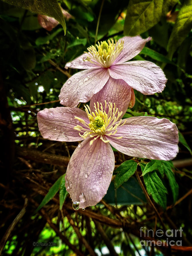 Clematis after the Rain Photograph by Dee Flouton