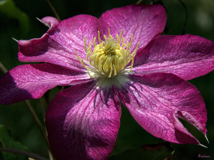 Clematis Aglow Photograph by Michael Friedman