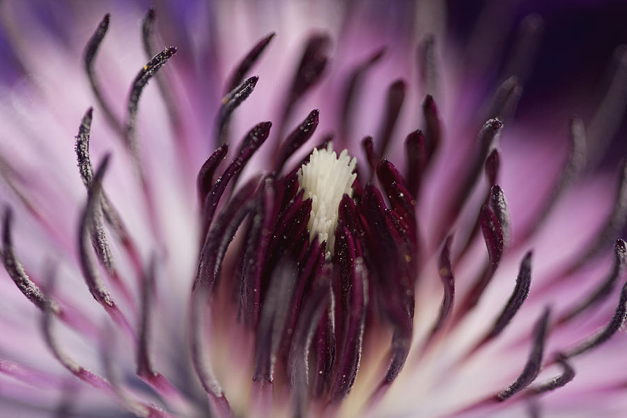 Clematis Anemone Abstract Photograph by Kathy Clark