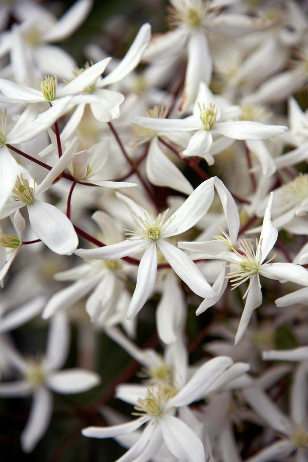 Clematis Armandii Photograph By Rachel Warne Science Photo Library