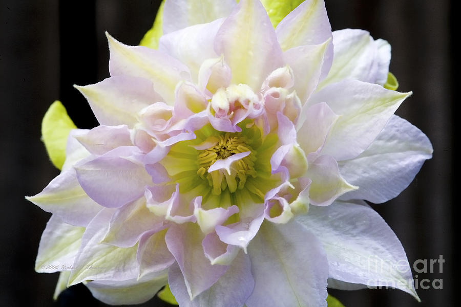 Clematis Belle of Woking Photograph by Richard J Thompson 