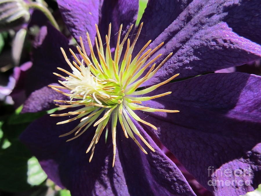 Clematis Bloom Photograph By Tina M Wenger   Fine Art America