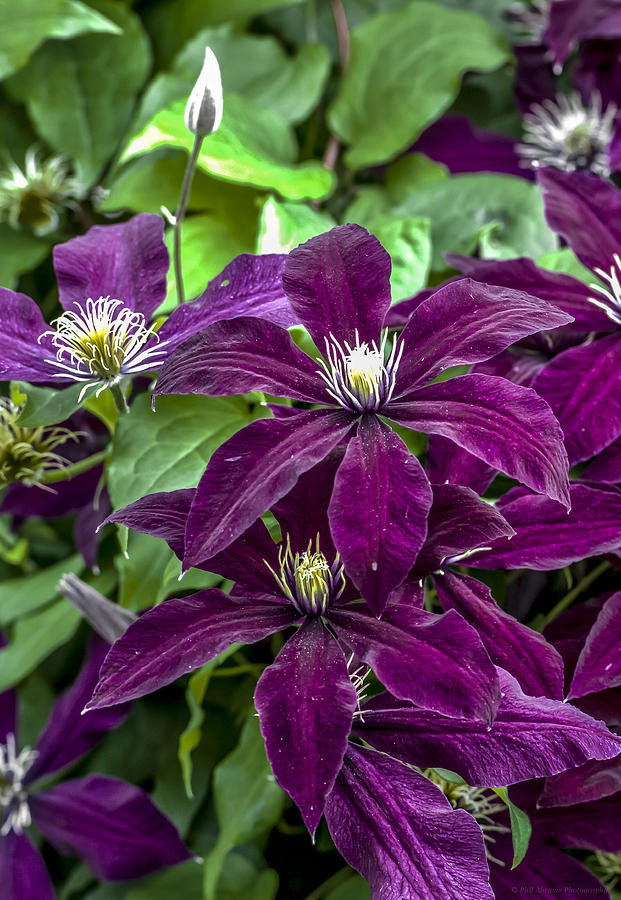 Clematis Blooms Photograph by Phil Abrams