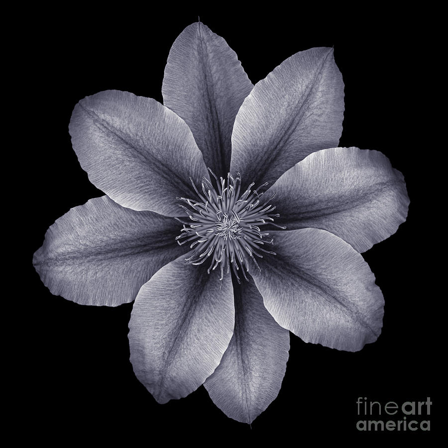 Clematis Blossom Photograph by Oscar Gutierrez