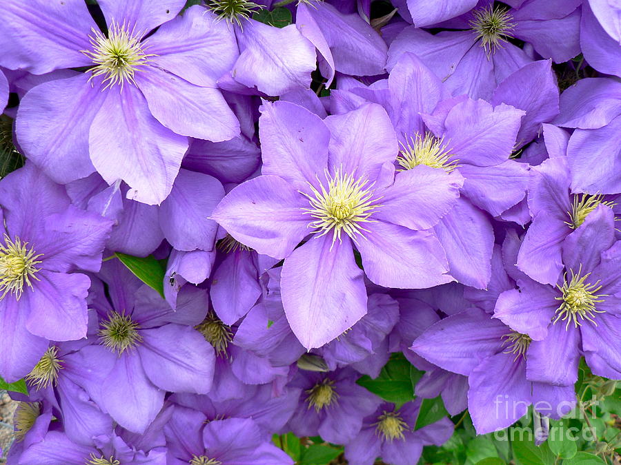 Clematis Blossoms Photograph by Jean Wright