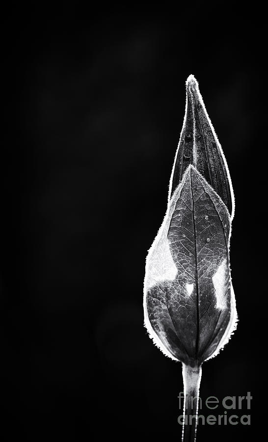 Clematis Bud Monochrome Photograph by Tim Gainey