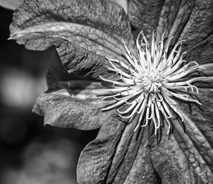 Clematis BW Photograph by Carolyn Marshall