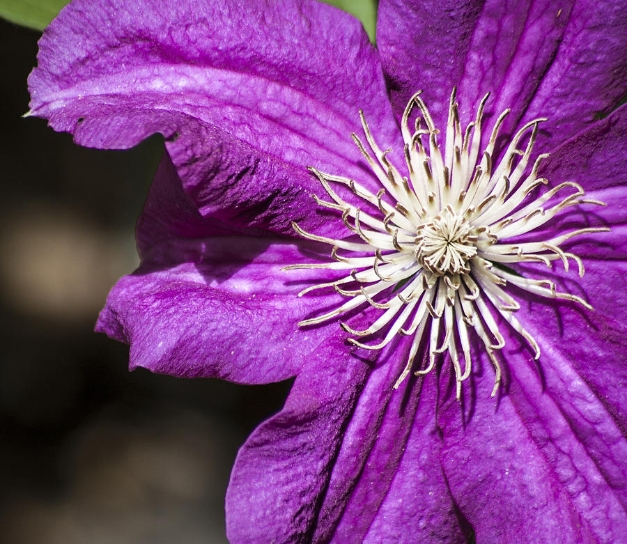Clematis Photograph by Carolyn Marshall