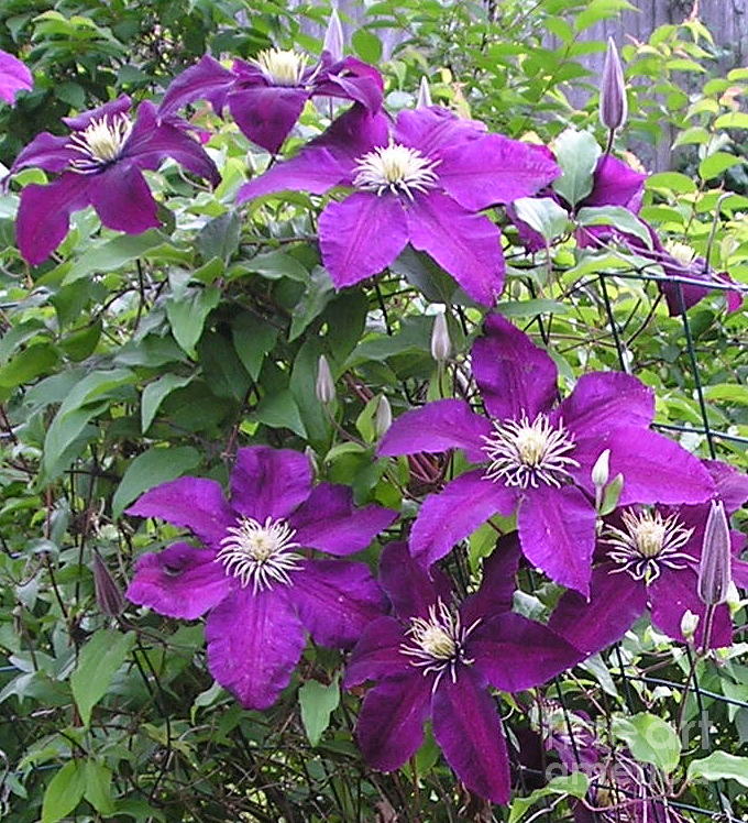 Clematis Photograph by Catherine Howley
