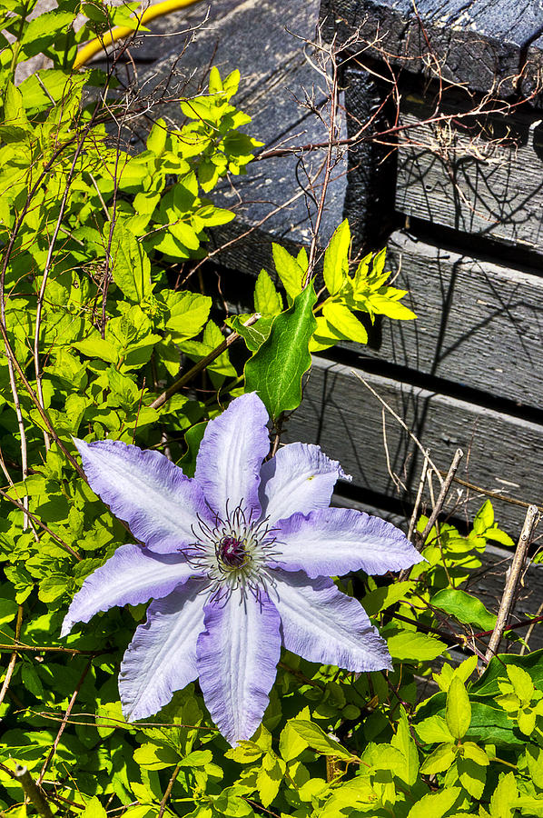 Clematis Photograph by Celso Bressan