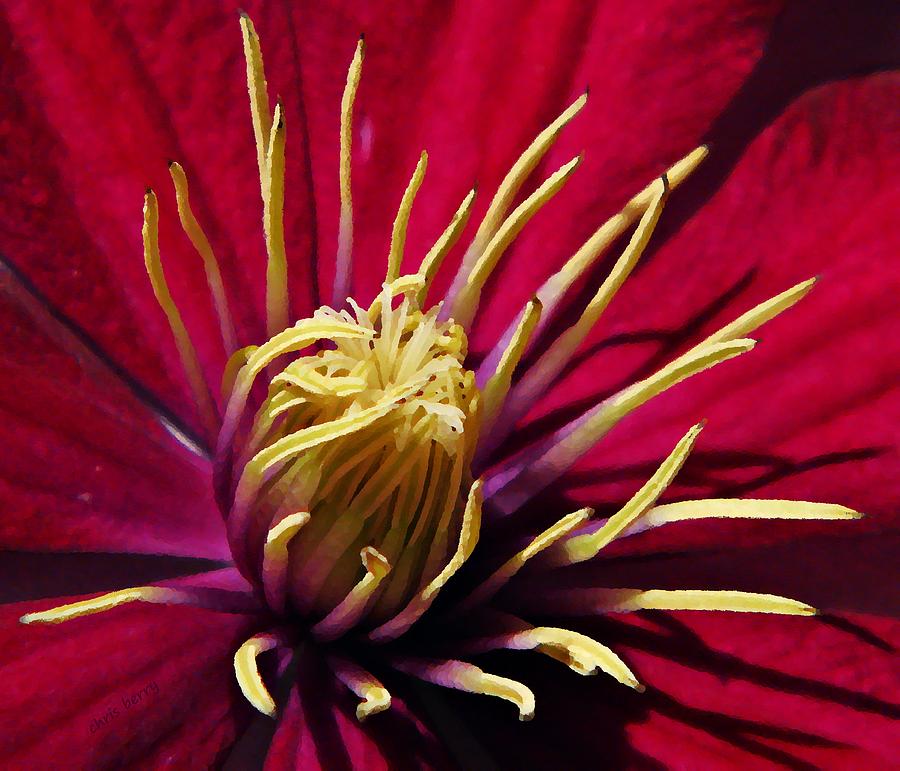 Clematis Center in Oils Photograph by Chris Berry