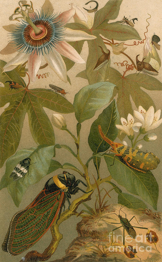 Clematis Cicada and Beetles 1894 Photograph by NYPL Photo Researchers